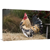 Domestic Chicken, Sable Poot, Lemon Mill Fleur cock-Canvas Art-36"x24"