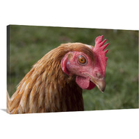 Domestic Chicken, freerange hen, close-up of head, England-Canvas Art-36"x24"