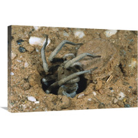 Forrest"s Wolf Spider emerging from its burrow near Mt Dimer, Western Australia-Canvas Art-30"x20"