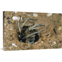 Forrest"s Wolf Spider emerging from its burrow near Mt Dimer, Western Australia-Canvas Art-36"x24"