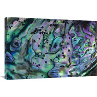 Rainbow Abalone, inside shell, New Zealand-Canvas Art-36&quotx24"