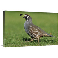 California Quail male, Christchurch, New Zealand-Canvas Art-30"x20"