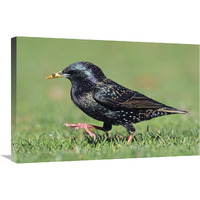 Common Starling walking, Christchurch, New Zealand-Canvas Art-30"x20"