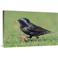 Common Starling walking, Christchurch, New Zealand-Canvas Art-36"x24"