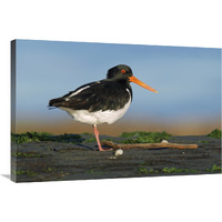 South Island Oystercatcher, Christchurch, New Zealand-Canvas Art-36"x24"