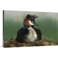 Great Crested Grebe on nest, Lake Alexandrina, New Zealand-Canvas Art-36"x24"