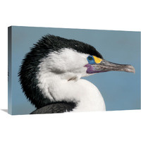 Pied Cormorant in breeding plumage, Christchurch, New Zealand-Canvas Art-30"x20"