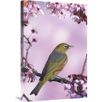 Silvereye on cherry blossom in spring, Christchurch, New Zealand-Canvas Art-20"x30"