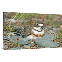 Double-banded Plover on ground nest, Lake Ellesmere, New Zealand-Canvas Art-36"x23.04"