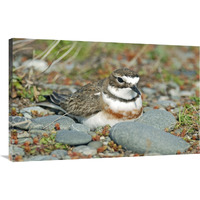 Double-banded Plover on ground nest, Lake Ellesmere, New Zealand-Canvas Art-40"x25.6"