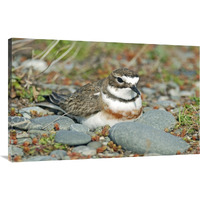 Double-banded Plover on ground nest, Lake Ellesmere, New Zealand-Canvas Art-44"x28.16"