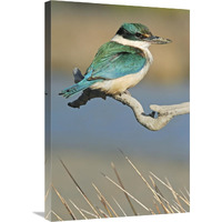 Sacred Kingfisher, Avon Heathcote Estuary, Christchurch, New Zealand-Canvas Art-20"x30"