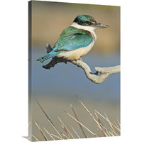 Sacred Kingfisher, Avon Heathcote Estuary, Christchurch, New Zealand-Canvas Art-24"x36"