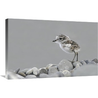 Double-banded Plover newly hatched chick, Lake Ellesmere, New Zealand-Canvas Art-30"x20"