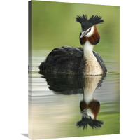 Great Crested Grebe in breeding plumage, Lake Alexandrina, New Zealand-Canvas Art-20"x30"