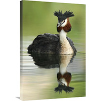 Great Crested Grebe in breeding plumage, Lake Alexandrina, New Zealand-Canvas Art-24&quotx36"