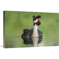 Great Crested Grebe with chick on its back, Lake Alexandrina, New Zealand-Canvas Art-30"x20"