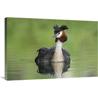 Great Crested Grebe with chick on its back, Lake Alexandrina, New Zealand-Canvas Art-36"x24"