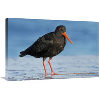 Variable Oystercatcher, Opoutere Beach, Coromandel Peninsula, New Zealand-Canvas Art-30&quotx20"