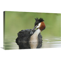 Great Crested Grebe grooming chick on its back, Lake Alexandrina, New Zealand-Canvas Art-30"x20"