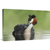 Great Crested Grebe grooming chick on its back, Lake Alexandrina, New Zealand-Canvas Art-36"x24"