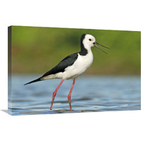 Black-winged Stilt calling, Avon Heathcote Estuary, Christchurch, New Zealand-Canvas Art-30&quotx20"