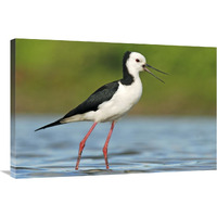 Black-winged Stilt calling, Avon Heathcote Estuary, Christchurch, New Zealand-Canvas Art-36"x24"