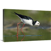 Black-winged Stilt foraging, Avon Heathcote Estuary, Christchurch, New Zealand-Canvas Art-30&quotx20"