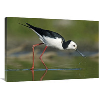 Black-winged Stilt foraging, Avon Heathcote Estuary, Christchurch, New Zealand-Canvas Art-36&quotx24"