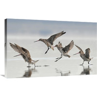 Bar-tailed Godwit group landing, Avon Heathcote Estuary, Christchurch, New Zealand-Canvas Art-36"x23.04"