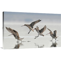 Bar-tailed Godwit group landing, Avon Heathcote Estuary, Christchurch, New Zealand-Canvas Art-40"x25.6"