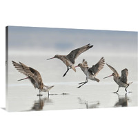 Bar-tailed Godwit group landing, Avon Heathcote Estuary, Christchurch, New Zealand-Canvas Art-44"x28.16"