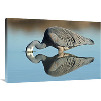 White-faced Heron striking at prey, Avon Heathcote Estuary, Christchurch, New Zealand-Canvas Art-36"x24"