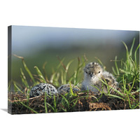 Black-winged Stilt newly hatched chick sits on nest with remaining eggs, Christchurch, New Zealand-Canvas Art-30"x20"