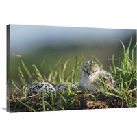 Black-winged Stilt newly hatched chick sits on nest with remaining eggs, Christchurch, New Zealand-Canvas Art-36"x24"