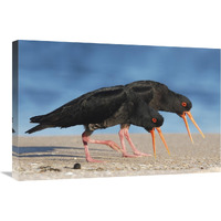 Variable Oystercatcher pair displaying and chasing away rival pair, Coromandel Peninsula, New Zealand-Canvas Art-30"x20"