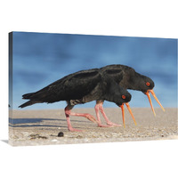 Variable Oystercatcher pair displaying and chasing away rival pair, Coromandel Peninsula, New Zealand-Canvas Art-36"x24"