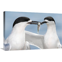 White-fronted Tern in courtship display, Avon Heathcote Estuary, Christchurch, New Zealand-Canvas Art-30"x20"