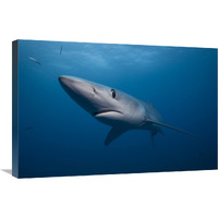 Blue Shark, San Diego, California-Canvas Art-30"x20"