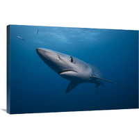 Blue Shark, San Diego, California-Canvas Art-36"x24"