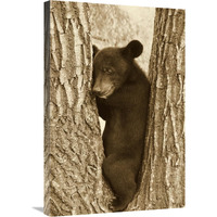 Asiatic Black Bear four month old cub, resting in tree, Sichuan, China-Canvas Art-20"x30"