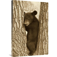 Asiatic Black Bear four month old cub, resting in tree, Sichuan, China-Canvas Art-24"x36"