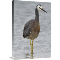 White-faced Heron wading, Porirua, New Zealand-Canvas Art-20"x30"