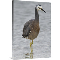 White-faced Heron wading, Porirua, New Zealand-Canvas Art-24"x36"