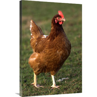 Domestic Chicken, close-up of free-range hen, England-Canvas Art-24"x36"