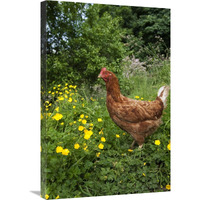 Domestic Chicken, free range hen, standing in meadow amongst buttercups, England-Canvas Art-20"x30"