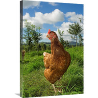 Domestic Chicken, free range hen, standing amongst young trees in planted woodland, England-Canvas Art-20"x30"