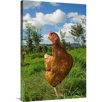 Domestic Chicken, free range hen, standing amongst young trees in planted woodland, England-Canvas Art-24"x36"