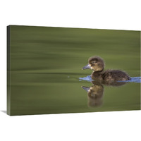 Tufted Duck young, swimming on lake, Bambois, Belgium-Canvas Art-36"x24"