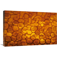 Honeycomb cells filled with honey and covered by wax, Bee Station at the Bavarian Julius-Maximilians-University of Wurzburg, Germany-Canvas Art-30"x20"